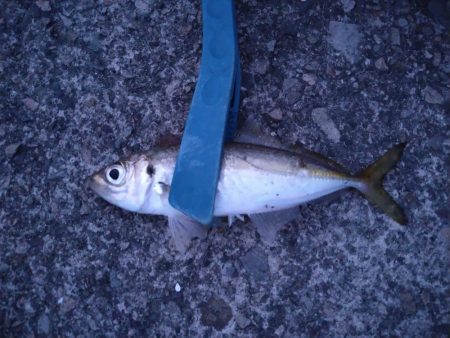 豆サバが湧いていた